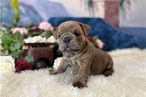 Nova Lee - English Bulldog for sale