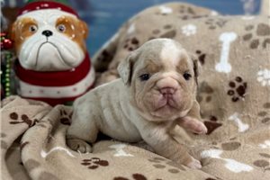 Reid - English Bulldog for sale