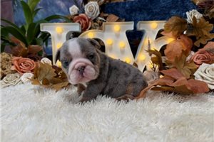 Stormie - English Bulldog for sale