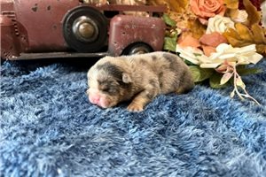 Shell - English Bulldog for sale