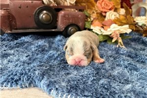 Stormie - English Bulldog for sale