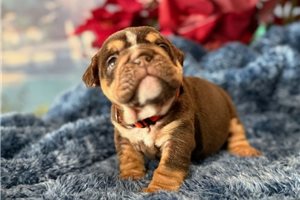 Sydney - English Bulldog for sale