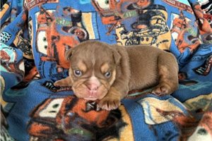 Nessa - English Bulldog for sale