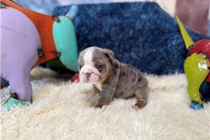 Stormie - English Bulldog for sale