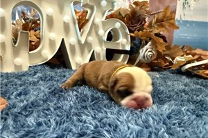 Lincoln - English Bulldog for sale