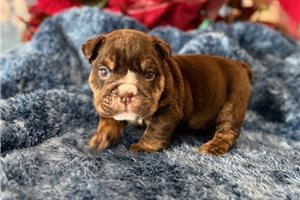Saffron - English Bulldog for sale