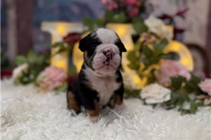 Ophelia - puppy for sale