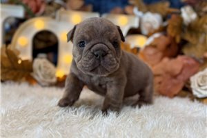 Nova Lee - English Bulldog for sale