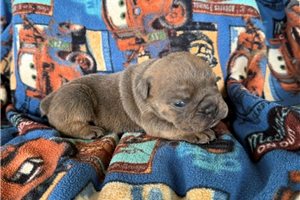 Nova Lee - English Bulldog for sale