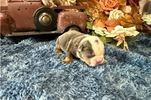 Sterling - English Bulldog for sale
