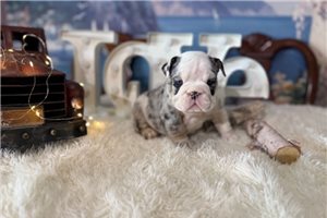 Carmen | Puppies For Sale at Pawrade