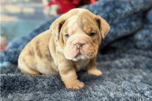 Raymond - English Bulldog for sale
