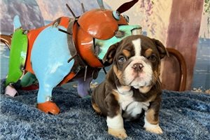Thomas - English Bulldog for sale