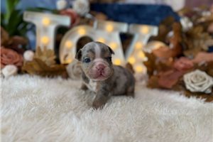 Shell - English Bulldog for sale