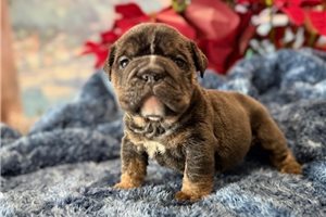 Sadie - English Bulldog for sale