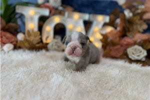 Stormie - English Bulldog for sale