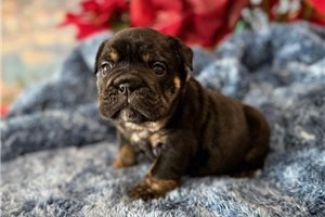 Sandra - English Bulldog for sale