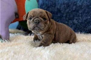 Nova Lee - English Bulldog for sale