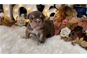 Nessa - English Bulldog for sale