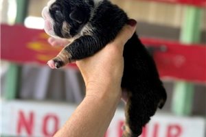 Fannie - English Bulldog for sale