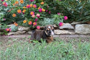 Mark - English Bulldog for sale