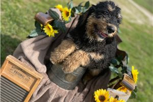 Isaac - Bernedoodle for sale