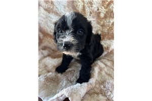 Sable - Bernedoodle for sale