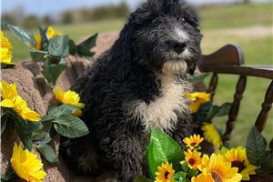Maggie - Bernedoodle for sale