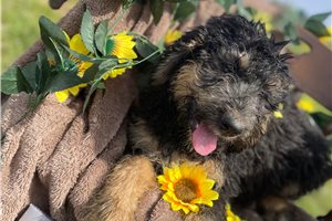 Milly - Bernedoodle for sale