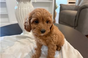 Holly - puppy for sale