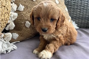 Jane - puppy for sale