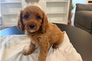 Holton - Cavapoo for sale