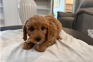 Heston - puppy for sale