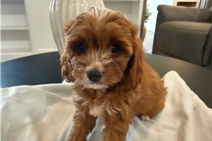 Haddie - puppy for sale
