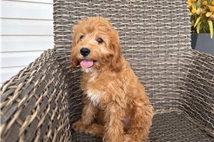 Heston - Cavapoo for sale