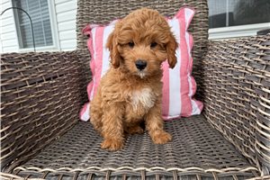 Heston - Cavapoo for sale