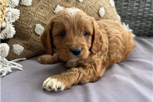 Jacob - puppy for sale