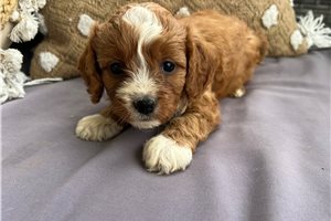 Journee - puppy for sale