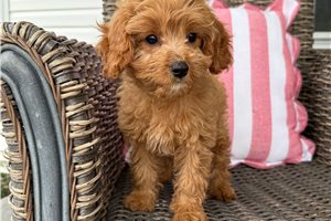Holly - Cavapoo for sale