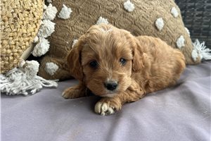 Juliana - puppy for sale
