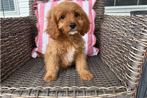Holton - Cavapoo for sale