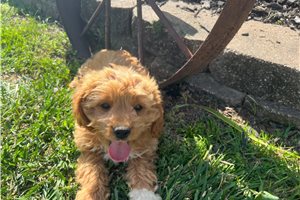 Jane - puppy for sale