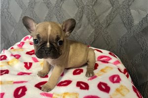 Dimitri - puppy for sale