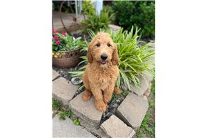 Cyrus - Goldendoodle for sale