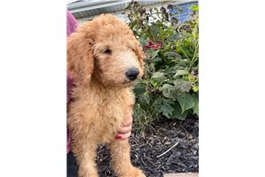 Carrie - Goldendoodle for sale