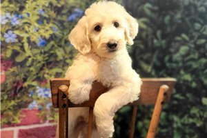 Chillie - Goldendoodle for sale