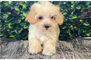 Weston - Malti Poo - Maltipoo for sale