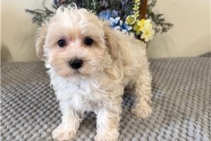Willow - puppy for sale