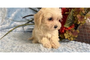 Walker - puppy for sale