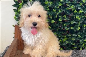 Weston - puppy for sale